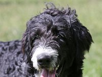 Puppys van Bliss040622-0139